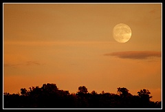 O - Luna nella Savana